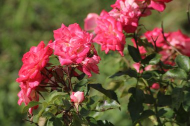 Canlı bir bahçede, güneşli bir öğleden sonra güneşinin tadını çıkaran, çevreye renk ve hayat katan güzel pembe gül kümesi..