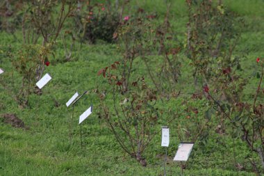 Her bir gül çalısının yanına yerleştirilmiş, çeşitli renklerde çiçek açan çiçeklerle dolu pitoresk bir bahçe. Bereketli yeşillik baharın güzelliğini arttırır..