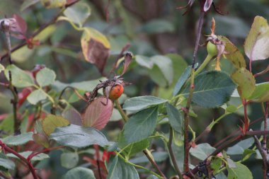 Bir gül çalılığının yeşil yaprakları arasında olgun bir meyvenin üzerine tünemiş bir örümcek görülür, sakin bir sabahta doğanın güzelliğini gözler önüne serer..