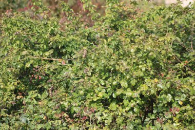 Yeşil yaprakların bol olduğu yoğun yapraklar ve küçük kırmızı böğürtlen kümeleri, güneşli bir açık havada canlı bir atmosfer yaratıyor..
