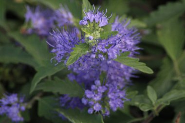 Narin mor çiçek kümeleri, bahar sonlarında canlı bir bahçede yemyeşil yapraklara karşı çarpıcı bir tezat oluşturuyor..