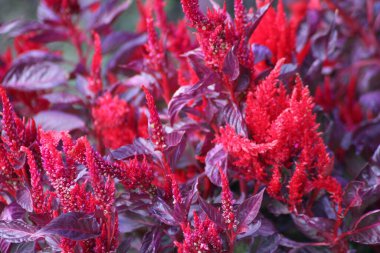 Parlak kırmızı çiçek kümeleri, zengin mor yaprakların arasından yükselir ve yaz mevsiminde bahçede göz kamaştırıcı bir görüntü yaratır..