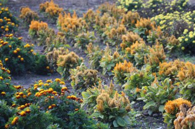 Çiçeklerle dolu canlı bir bahçe gün doğumunda bir dizi renk sergiliyor. Çeşitli bitkiler ayakta duruyor, sakin bir ortamda doğanın güzelliğini vurguluyorlar..