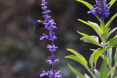 Bir yaban arısı parlak mor çiçeklerin etrafında süzülür, sakin bir bahçede nektar toplar sıcak öğleden sonra güneşi yumuşak bir ışık saçar.