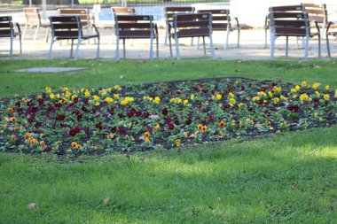 Renkli nonoşların bir karışımını gösteren canlı bir çiçek yatağı halka açık bir parkta, sıcak öğleden sonra güneşinin altında ahşap sandalyeler sıralanmıştır..