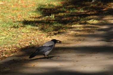 Bir karga renkli yapraklarla dolu bir yolda yürürken yiyecek arar. Güneş ışığı bu huzurlu park ortamında gölgeler bırakıyor..