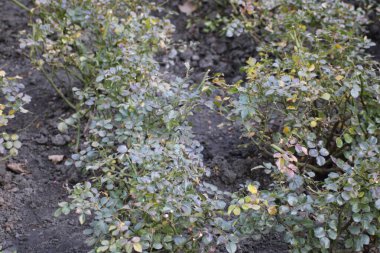 Canlı yeşil yaprakları olan gül çalıları iyi bakılmış bir bahçe yatağında yetişiyor, ilkbaharın ilk zamanlarında temiz havada sağlıklı yapraklar sergiliyorlar..