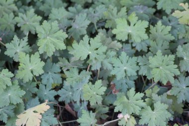 Yeşillik kişniş bitkileri bir bahçe yatağında büyür. Canlı yeşil yaprakları geniş bir alana yayılır. Güneş ışığı otları aydınlatır, sağlıklı büyümelerini gösterir..