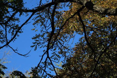 Parlak sonbahar yaprakları açık mavi gökyüzü karşısında zıtlaşır. Güneş ışığı tüm manzaraya yayılır ve mevsimin özünü yakalar..