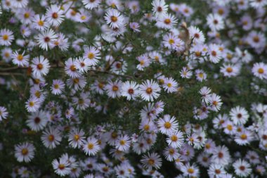 Narin kır çiçekleri doğal bir ortamda bol bol çiçek açar. Yumuşak lavantaları ve beyaz yaprakları, sıcak öğleden sonra ışığı altında yemyeşil yapraklarla çelişir..