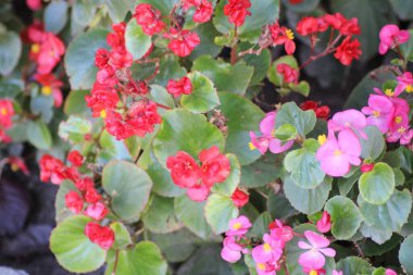 Bahçe, yemyeşil yaprakların arasında yeşeren kırmızı ve pembe begonyalardan oluşan canlı bir düzenleme sergiliyor. Bahar çiçeklerinin güzelliğini vurguluyor..