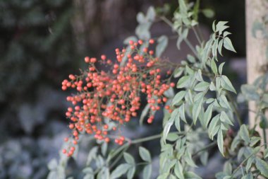 Bir grup canlı kırmızı dut yemyeşil yaprakların arasında gelişen bir bahçede asılı duruyor ve yazın sonlarındaki cömertliğin güzelliğini yakalıyor..