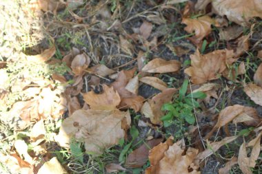 Kuru, düşmüş yapraklar orman zeminini kaplıyor, yeşilliğin doğal zeminine karışıyor. Güneş ışığı ağaçların arasından süzülerek, sakin sonbahar atmosferini güçlendirir..