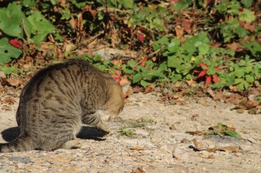 Bir tekir kedi yere çömelir, dikkatlice toprağı inceler, güneşli bir gökyüzünün altında renkli yapraklar ve yeşilliklerle çevrili, sakin bir açık havada..