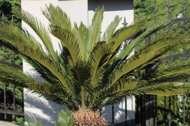 Tropikal palmiye ağaçları, parlak güneş ışığıyla aydınlanan, dayanıklı gövdesinden zarif bir şekilde yayılan parlak yeşil yapraklarla bir yerleşim bölgesinde göze çarpar..