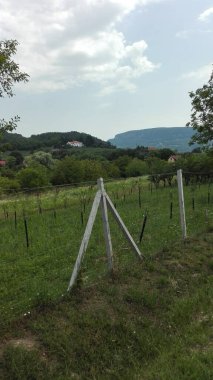 Yuvarlanan tepeler ve uzak dağlarla çerçevelenmiş, manzara boyunca uzanan barışçıl bir üzüm bağı. Gökyüzü bulutlu, sıcak bir yaz gününün habercisi.