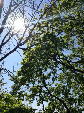 Gün ışığı, ağaçların yemyeşil yaprakları arasından akar. Gün boyunca huzurlu bir orman ortamında yere ışık saçar..