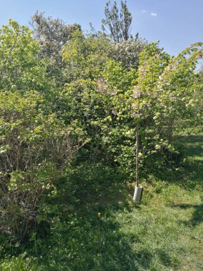 Canlı bir parkta, küçük genç bir ağaç açık mavi gökyüzünün altında yoğun yeşilliklerin arasında duruyor, güneşli bir günde doğanın güzelliğini gösteriyor..