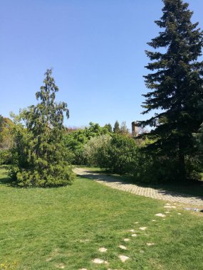 Parlak güneş ışığı, canlı ağaçlar ve yemyeşil yapraklarla çevrili bir bahçe yolunu aydınlatıyor. Huzurlu bir gezinti için ideal sakin bir atmosfer yaratıyor..