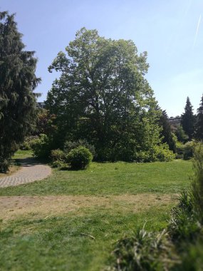 Ziyaretçiler, canlı yeşil çimlerle çevrili ve huzurlu bir park ortamında gölge sağlayan büyük bir ağaçla aydınlık bir günün tadını çıkarıyorlar..