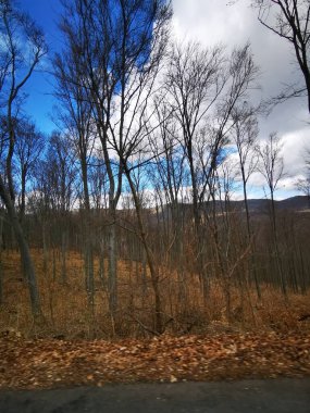 Sakin bir kış manzarasında kırsal bir yol boyunca uzanan bir sıra çıplak ağaç sergileniyor. Gökyüzü mavi renklerle temizdir ve uzak dağlar huzur dolu manzaraya derinlik katar..
