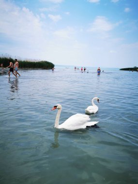 Huzurlu bir gölde, iki zarif kuğu suda süzülürken kıyıya gidenler, güneş ışığı ve rahatlıkla dolu sıcak bir yaz gününün tadını çıkarıyorlar..