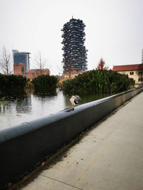 Bir ördek, sakin bir göletin kenarında sakince durur. Etrafı yeşilliklerle çevrilidir. Modern binalar sislerle örtülüdür..