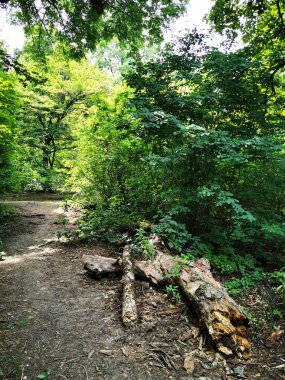 Sakin bir orman yolu, parlak güneş ışığı altında canlı yeşil ağaçlar ve yoğun çalılarla çevrili, patika boyunca düşmüş odunları barındırır..