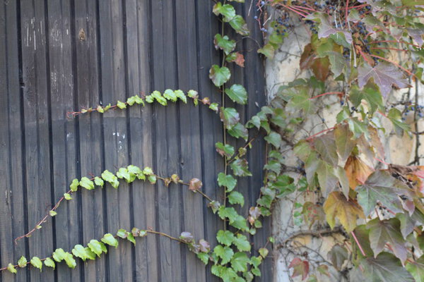Lush green vines cascade over a weathered wooden wall, showcasing their growth in a serene urban environment under bright daylight, highlighting nature's resilience.