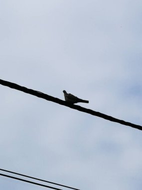 Yalnız bir kuş, bir elektrik hattında sessizce oturur. Yumuşak gri gökyüzüne karşı siluet olur. Gün batımında bulutlarla doludur, doğanın sakinliğini gösterir..