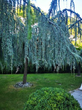 Sakin bir bahçe, iyi korunmuş yeşil çimenler ve çalılarla çevrili, uzun, sarkık mavi yapraklı, huzurlu bir atmosfer yaratan ağaçlara sahiptir..