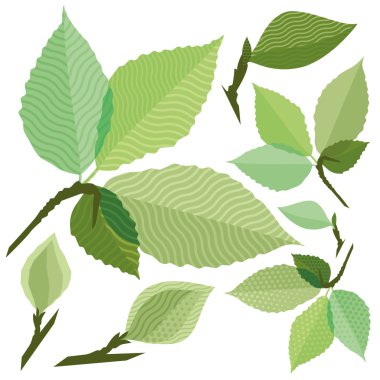 Degrade olmadan ağacının izole yeşil yaprak