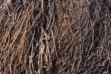 Bitkinin yoğun kök sistemi