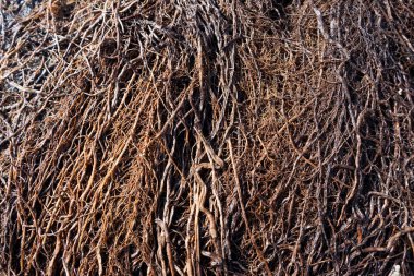 Bitkinin yoğun kök sistemi