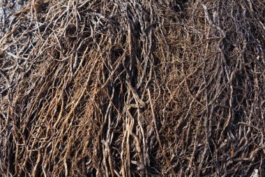 Bitkinin yoğun kök sistemi