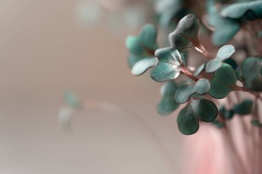 Filizlenmiş mikroçim sapları. Yeşillik yetiştirilmiş kırmızı lahana.