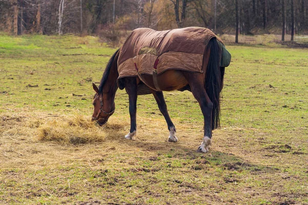 Cavalo Grávida Uma Capa Quente Pasto Come Grama Seca — Fotografia de Stock