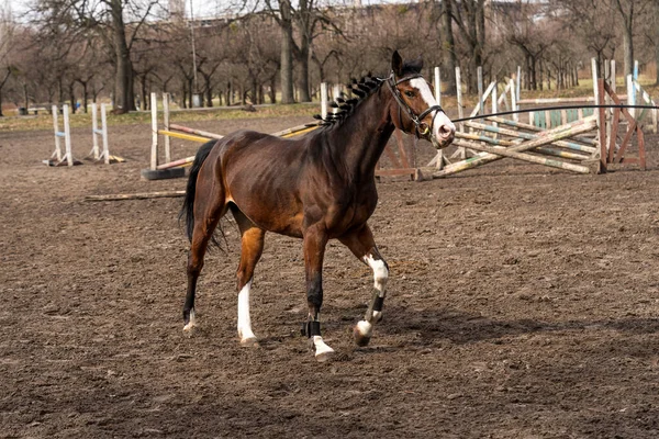 Equitação Treinamento Cavalos — Fotografia de Stock