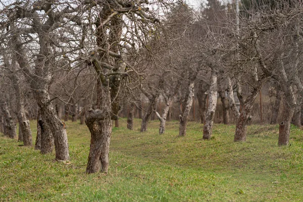 Apfelgarten Erwacht Nach Dem Winter Zum Leben — Stockfoto