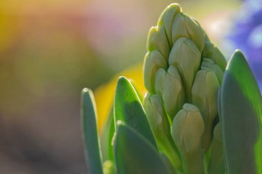 Bir demet üzüm şeklinde çiçek açan çiçekler. Çiçekler gövdenin üst kısmından bir fırça şeklinde toplanır. Büyüyen Sümbül