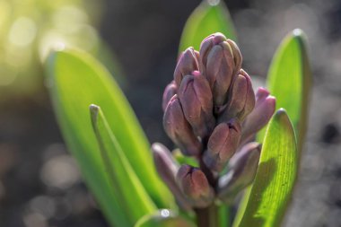 Bir demet üzüm şeklinde çiçek açan çiçekler. Çiçekler gövdenin üst kısmından bir fırça şeklinde toplanır. Büyüyen Sümbül