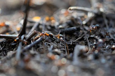 Karınca yuvasında çok sayıda karınca barınakları vardır.