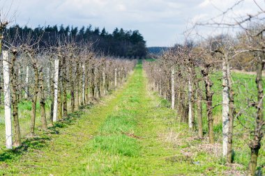 Elma bahçesindeki bir açıklıkta birkaç sıra ekilmiş organik elma ağaçları