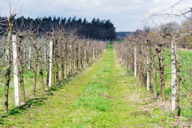 Elma bahçesindeki bir açıklıkta birkaç sıra ekilmiş organik elma ağaçları