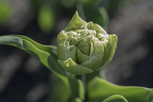 Knospen Von Rosa Tulpen Mit Frischen Grünen Blättern Sanftem Licht — Stockfoto