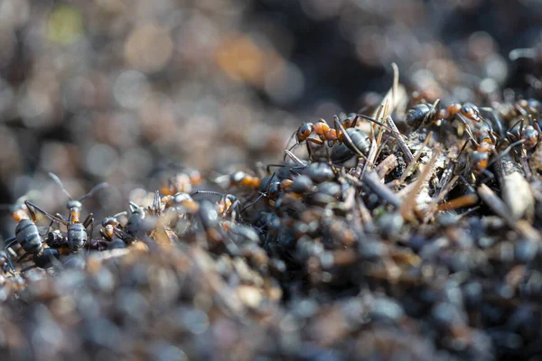 Gran Número Hormigas Hormiguero Construyen Vivienda — Foto de Stock