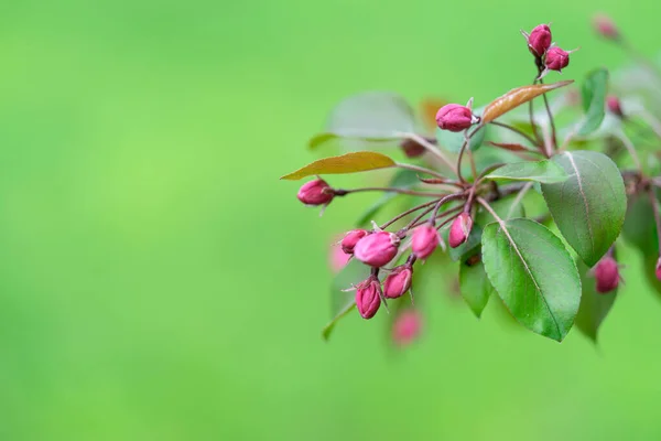 Rückansicht Durch Einen Blühenden Apfelbaum Sommer Grüne Wiese Bayern Unklarer — Stockfoto