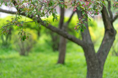 Çiçekli bir elma ağacının arkasından dikiz aynası. Bavyera, Almanya 'da yaz, yeşil çayır. Bulanık arkaplan