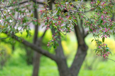 Çiçekli bir elma ağacının arkasından dikiz aynası. Bavyera, Almanya 'da yaz, yeşil çayır. Bulanık arkaplan