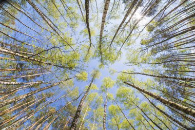 Birch Grove güneşli bir yaz gününde yemyeşil bir arazi pankartıyla. Geniş açı